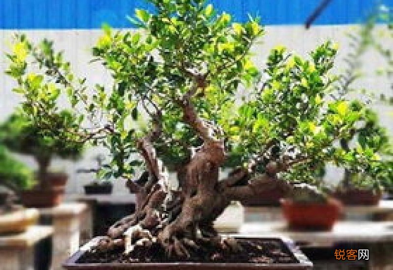 榕树种子的养殖方法和技术 榕树种子的养殖方法