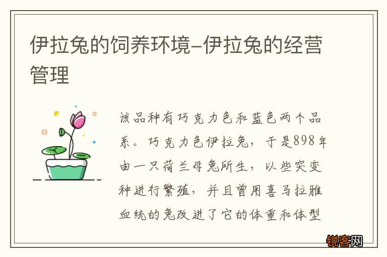 伊拉兔的饲养环境-伊拉兔的经营管理