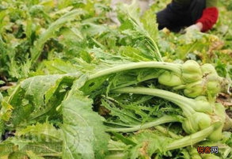 榨菜叶子能吃吗 榨菜叶子怎么吃