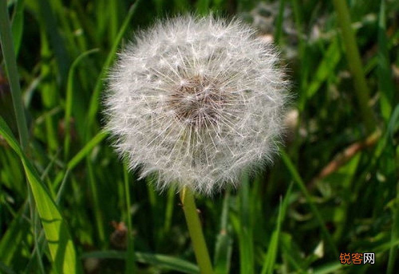 蒲公英根和叶子可以一起泡吗