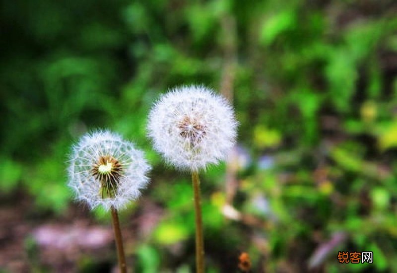 蒲公英跟什么配不寒