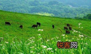 生态平衡指是什么意思 生态平衡的含义