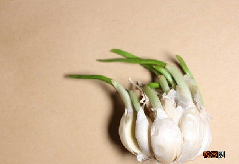 大蒜不发芽的原因是什么