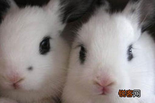 银狐兔怎么养？银狐兔的喂养方法