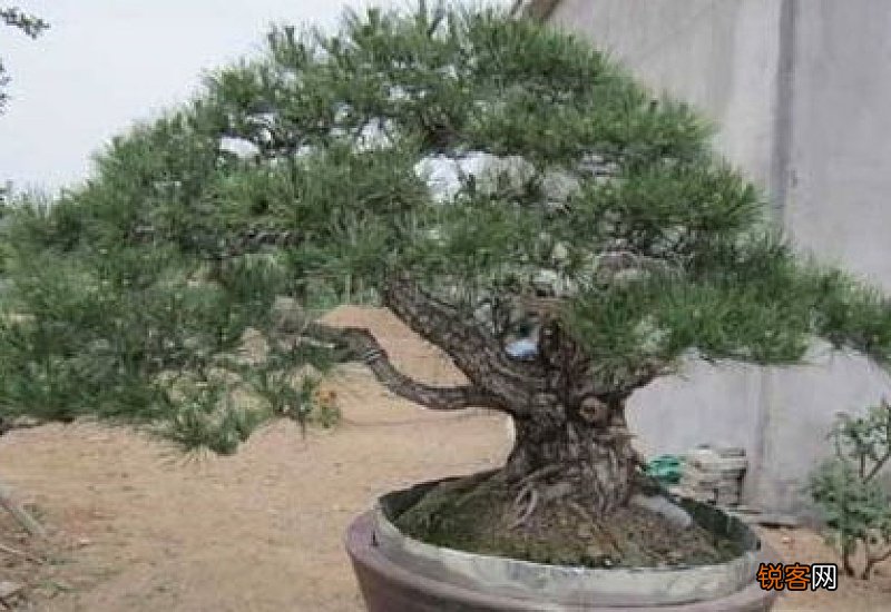 三河黑松怎么养护