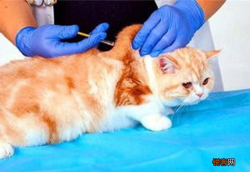 猫打什么疫苗好