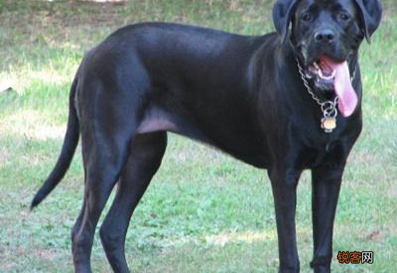 拉布拉多近亲繁殖可以吗