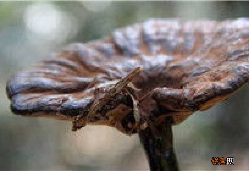 灵芝泡水喝还是煮水喝效果好