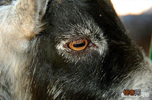 中国历史上重瞳的人都是谁？