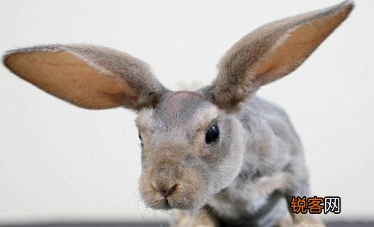 英种小型兔多少钱能够买到？ 英种小型兔多少钱能够买到一只