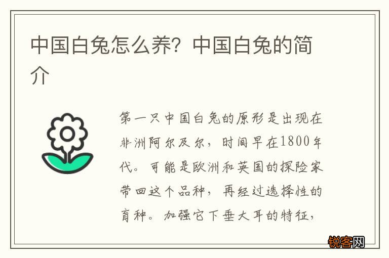 中国白兔怎么养？中国白兔的简介