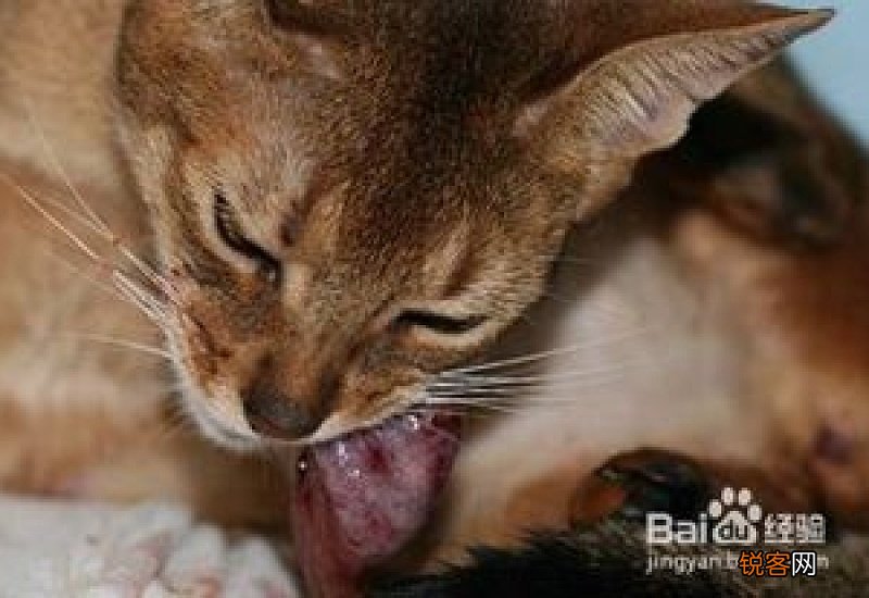 母猫的最佳生育年龄