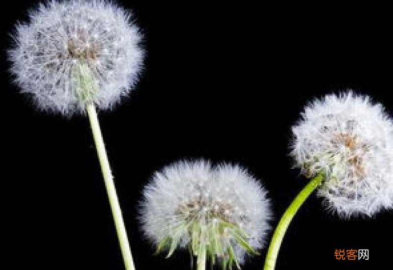 蒲公英根部上的黑色皮用去掉吗