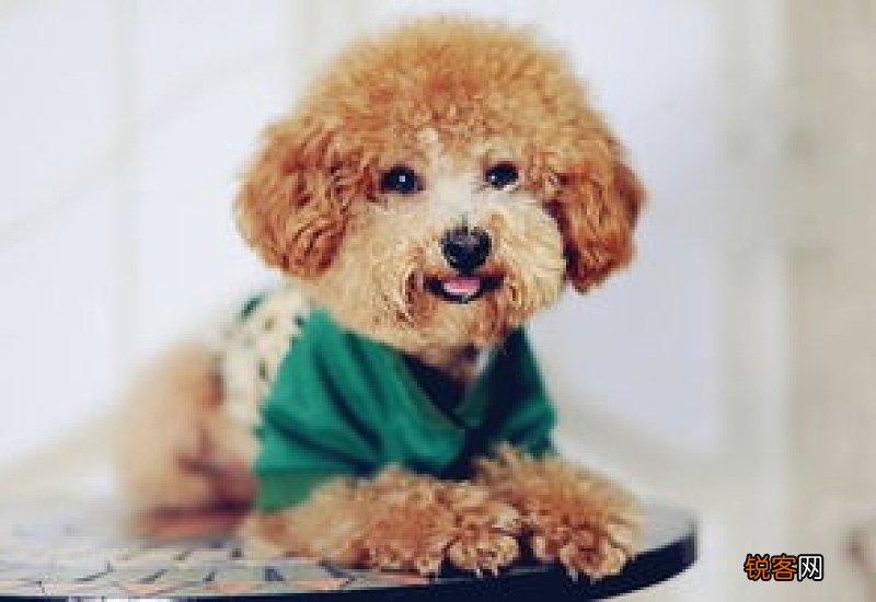 泰迪能不能吃米饭