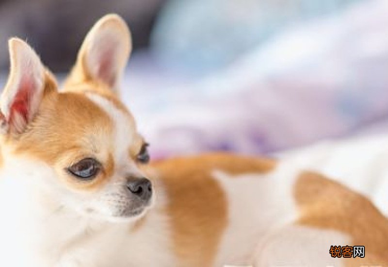 猫耳朵有油性是耳螨吗