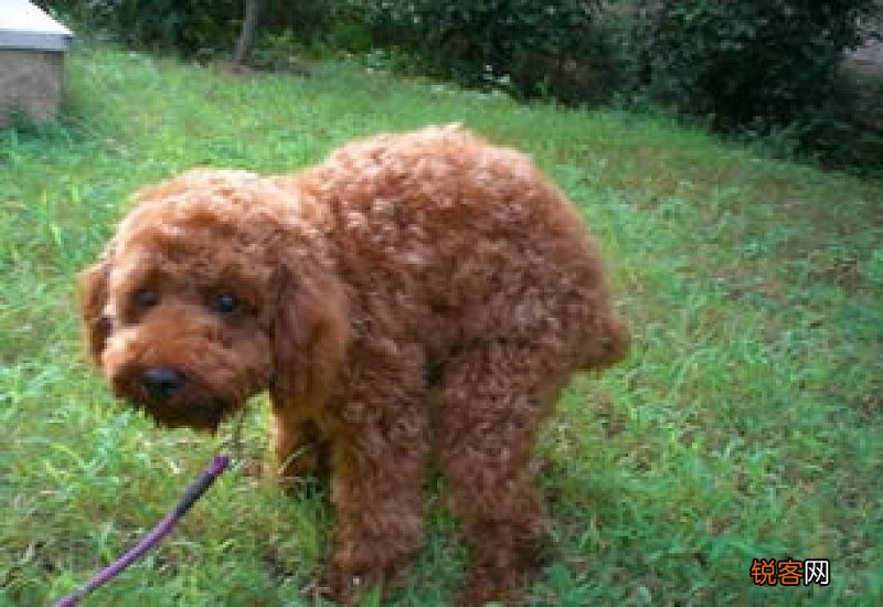 泰迪狗有点拉稀怎么办