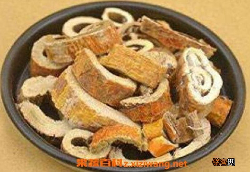 桑树根能不能经常喝