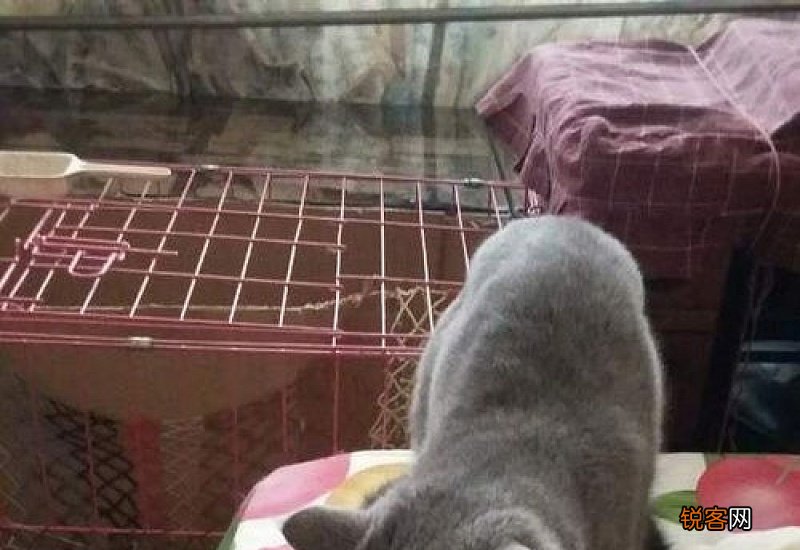 母猫怀孕多长时间能生小猫