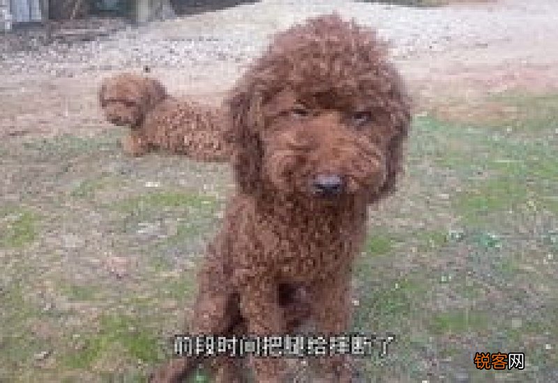 小狗从楼上摔下来了怎么办