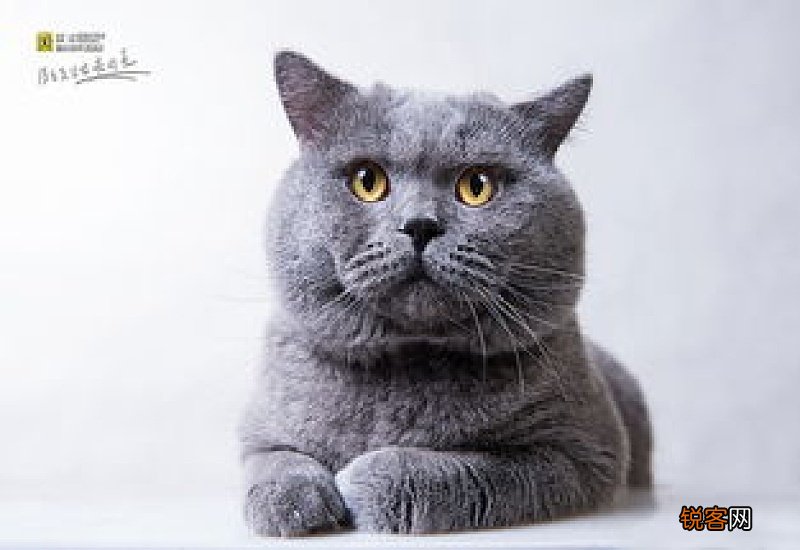 英短蓝猫折耳好不好养