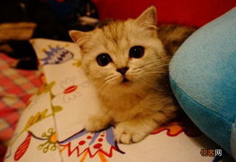 4个月的猫吃多少猫粮