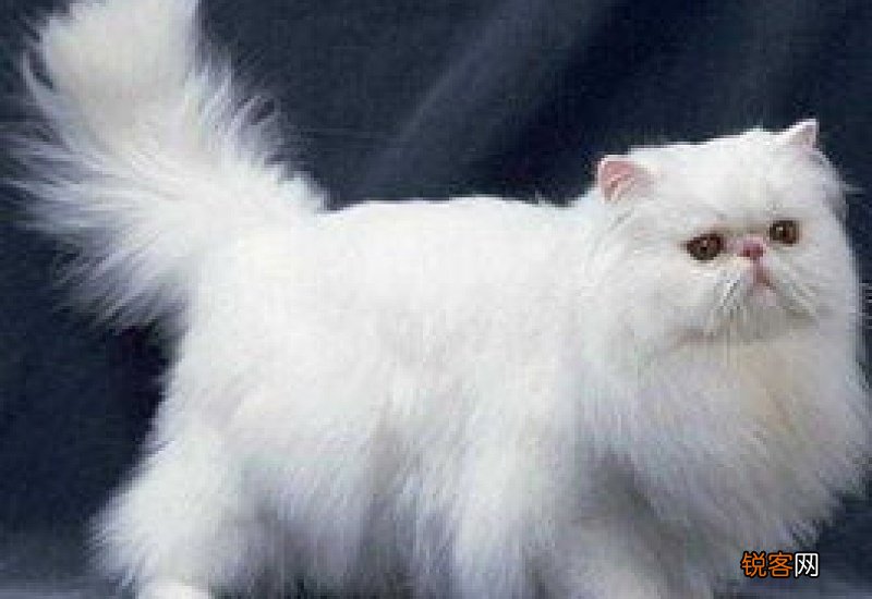 波斯猫属于长毛猫吗