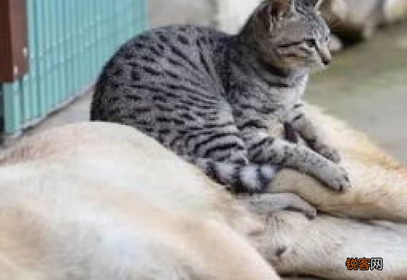 猫和狗会不会怀孕