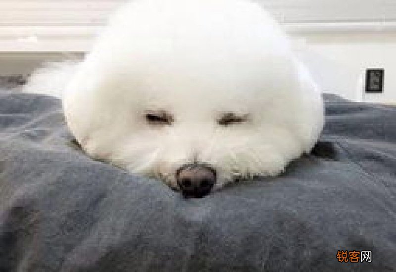 狗狗一天都没有拉屎了是怎么回事