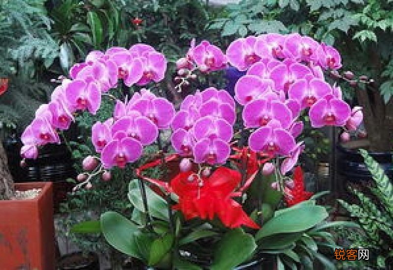 蝴蝶兰栽培用什么土