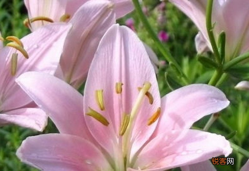 香水百合花语是什么意思