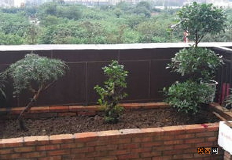 龙骨在室外可以过冬吗