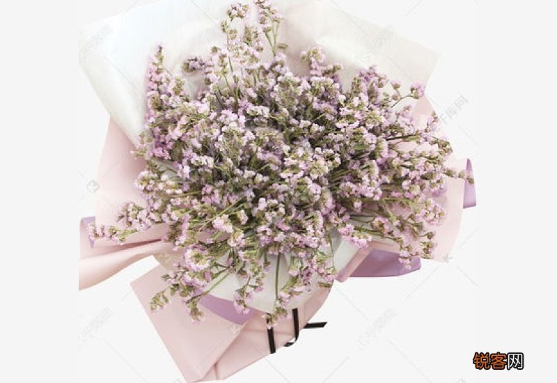 紫色满天星花怎么养殖方法