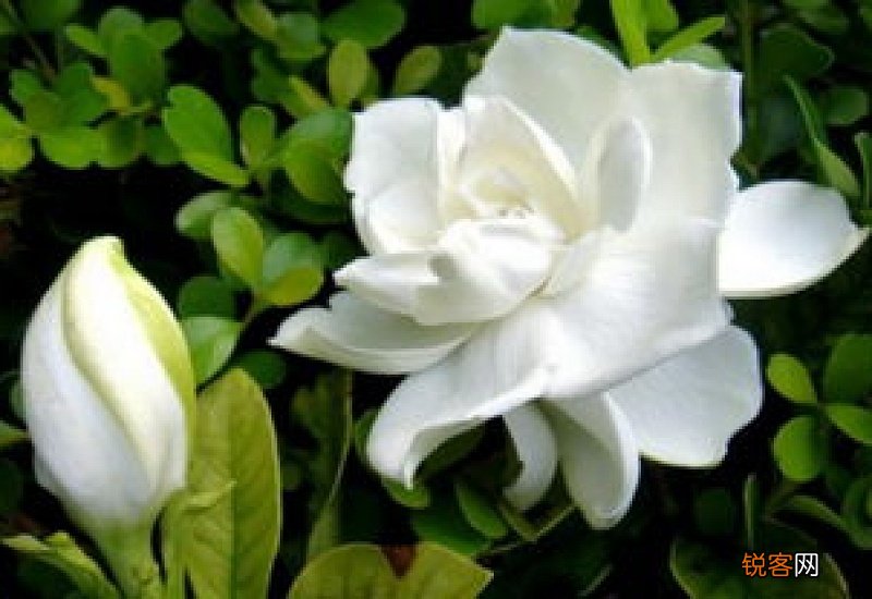 栀子花发蔫是怎么回事