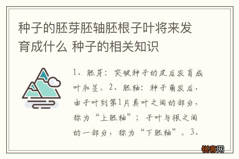 种子的胚芽胚轴胚根子叶将来发育成什么 种子的相关知识
