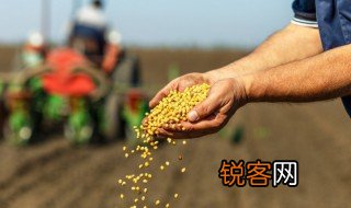 种子的胚芽胚轴胚根子叶将来发育成什么 种子的相关知识