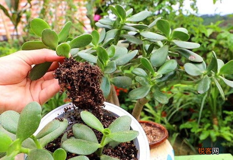 玉树烂根了如何挽救