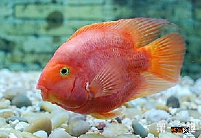 鹦鹉鱼的水温应该在多少度