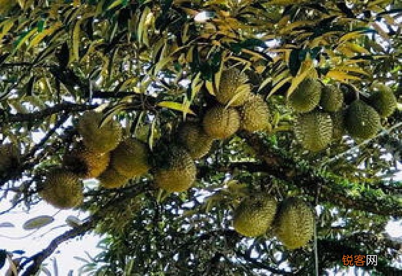 榴莲树长什么样 榴莲树几年结果