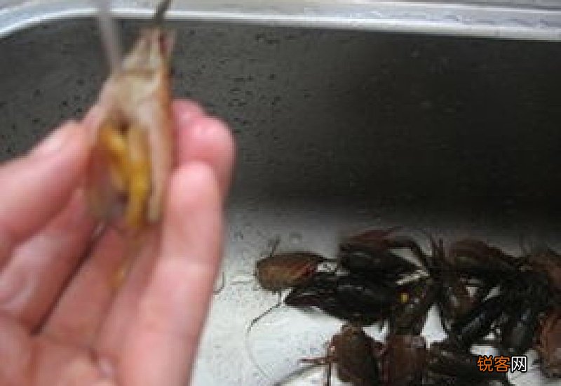 虾尾里的黄需要去掉吗