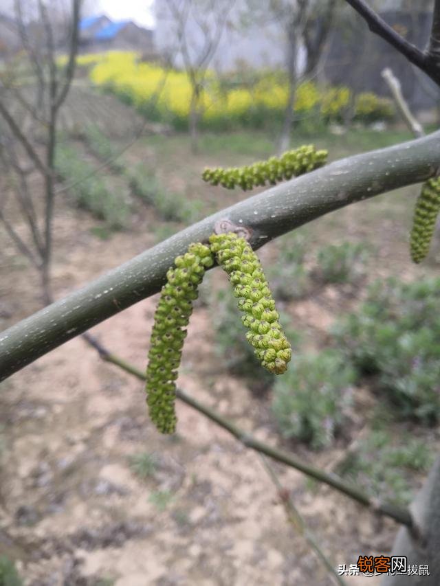 网上加盟代理淘宝网店可信吗？