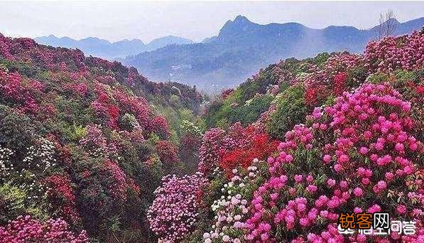 你们会选择淘二手书看吗？