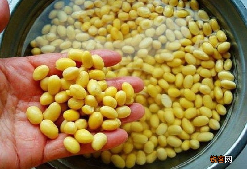 榨豆浆的豆子需要煮熟吗