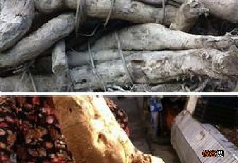 自己挖的葛根怎么食用