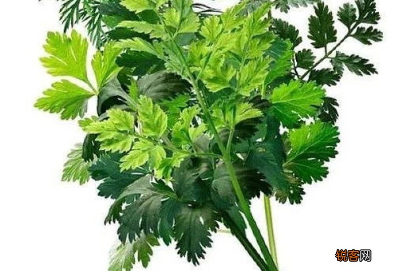 榴莲能缓解痛经吗 香菜可以预防骨质疏松吗