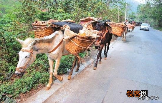 因骑兵太少,宋朝和辽、金打仗时常吃亏,宋朝为何不大量养战马？