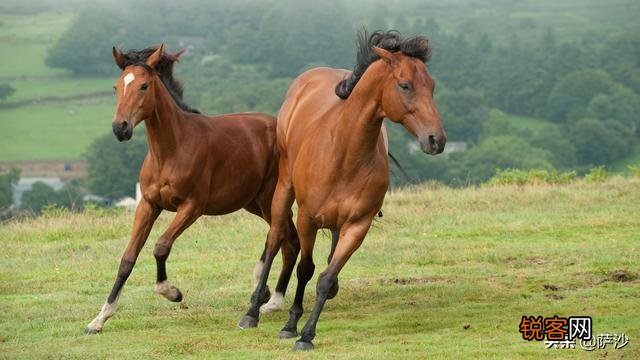 因骑兵太少,宋朝和辽、金打仗时常吃亏,宋朝为何不大量养战马？
