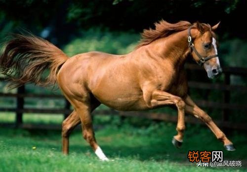 因骑兵太少,宋朝和辽、金打仗时常吃亏,宋朝为何不大量养战马？