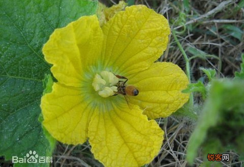 饭圈瓜和花是什么意思