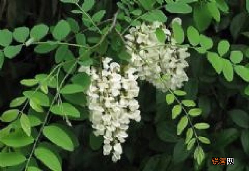 槐花可以如何食用呢 炒槐花的功效与作用是什么