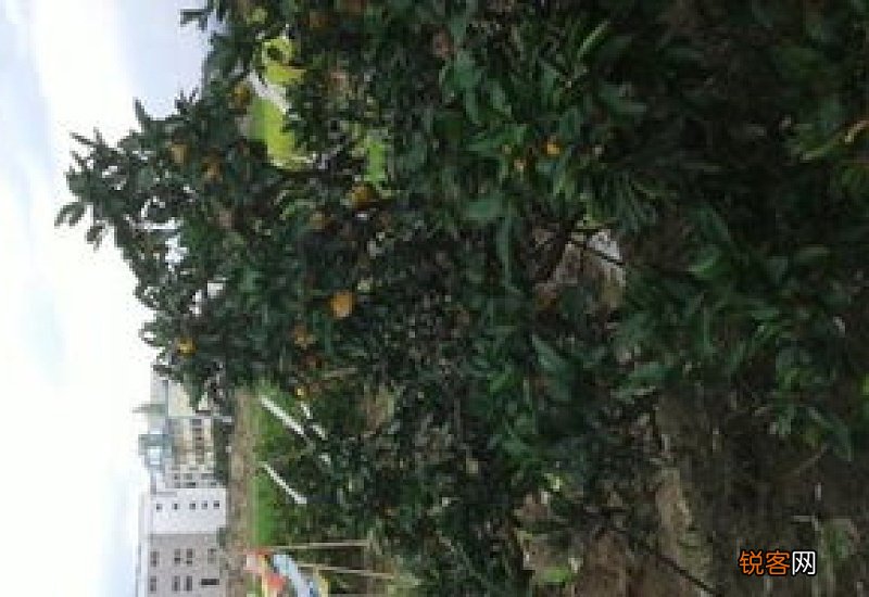 桔子在树上就烂了是什么情况